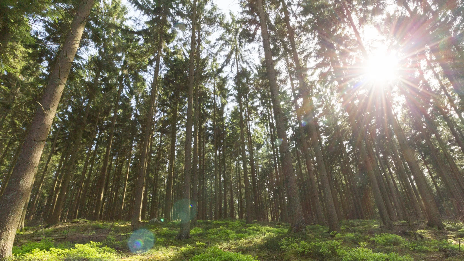 La lumière du soleil traverse une forêt des Ardennes belges